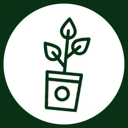 Tree Giveaway