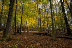 Woods at the Broughton Nature and Wildlife Education Area